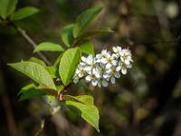 Blütenrispe der Frühen Traubenkirsche